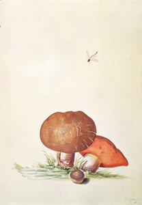 ダムセルトンボとセップ茸
